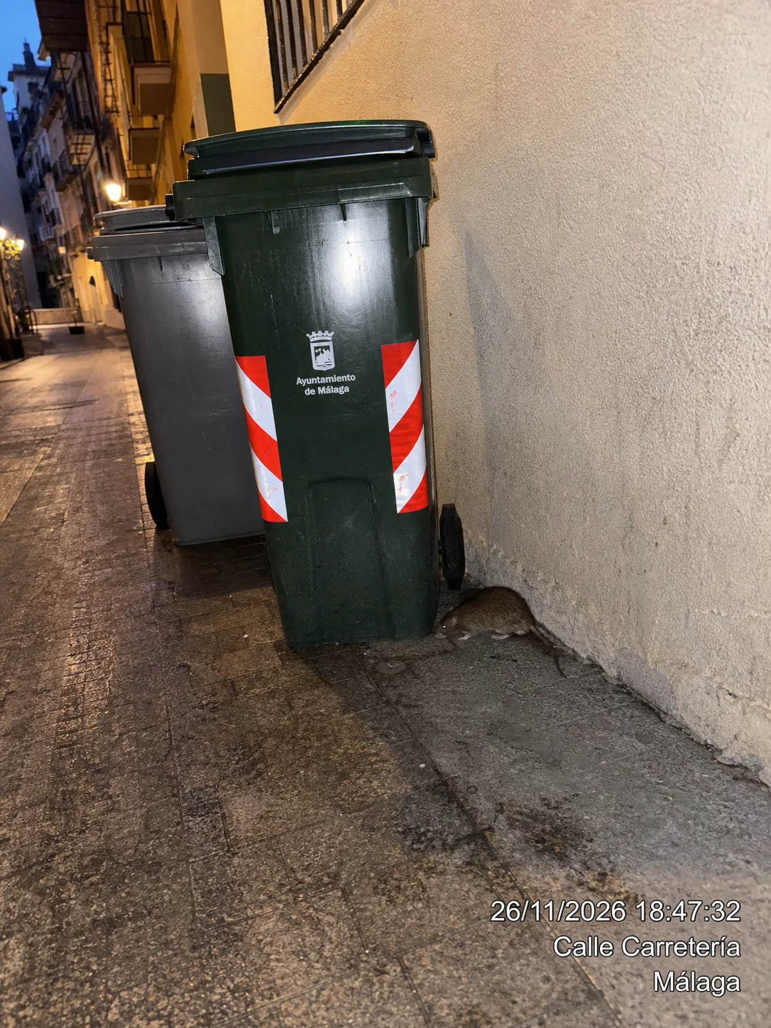 Ruidos en el techo por la noche: ¿son ratas? Cómo saberlo